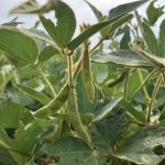 &ldquo;Given that nitrogen fertilizers are not used intensively on soybeans, higher nitrogen prices could also lead to a shift towards more soybean acres and fewer corn acres,&rdquo; said economists from the University of Illinois. Photo: Greg Berg
