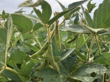 &ldquo;Given that nitrogen fertilizers are not used intensively on soybeans, higher nitrogen prices could also lead to a shift towards more soybean acres and fewer corn acres,&rdquo; said economists from the University of Illinois. Photo: Greg Berg
