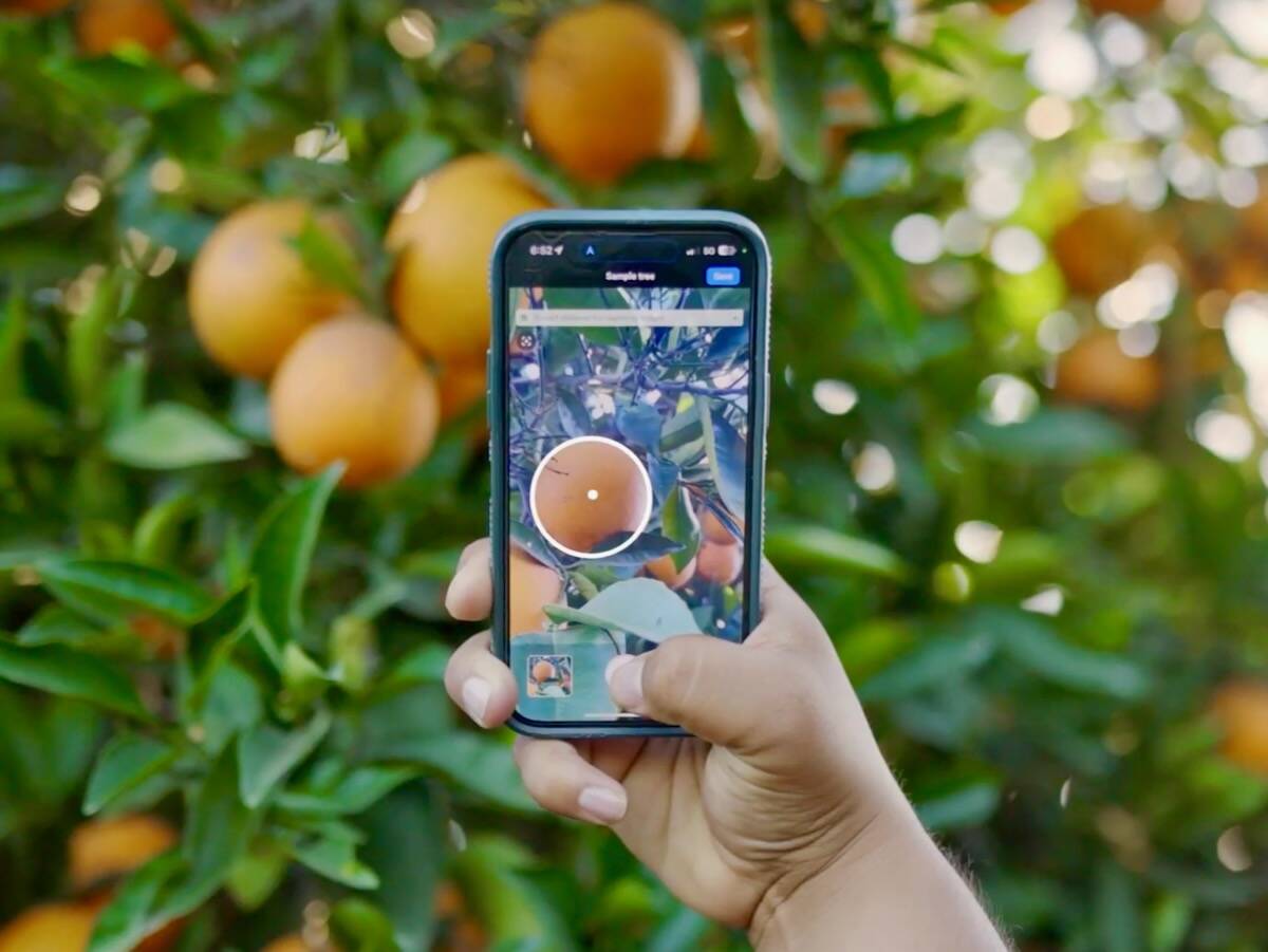 One of Aerobotics’ software products, TrueFruit Grade, is billed as “turn(ing) your smartphone into an advanced fruit measuring tool.” Photo: Aerobotics video screengrab via YouTube
