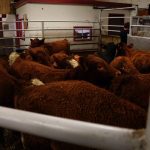 The Canadian Cattle Association says it still supports traceability for disease preparedness, market access and trust in the beef sector. Photo: Greg Berg
