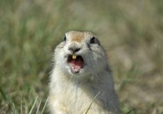 "Nikon D200,1/250's, f6.3,ISO 100,500mm.  This curious gopher lives in my farmyard in southern Sask. and seems quite happy to pose for a pic." Photo: 4loops/iStock/Getty Images