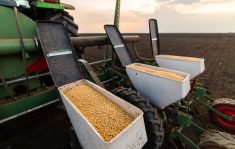 The USDA predicted corn planting intentions at 95.34 million acres, which is down from 98.79 million acres U.S. farmers seeded last year. Photo: Fotokostic/Getty Images Plus
