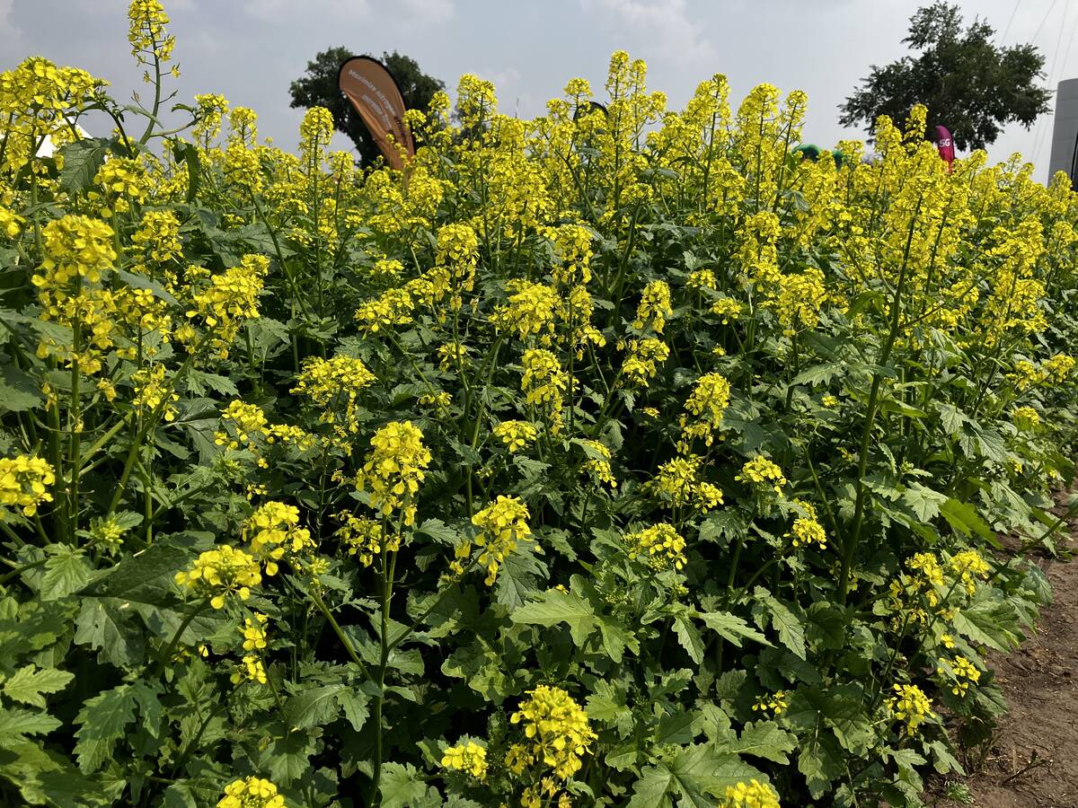 Mustard has been a lifeline for farms in areas where canola routinely fails to grow. BASF’s InVigor Gold GMO mustard hybrid could open those same acres to canola-like oil production &mdash; or contaminate the traditional crop. Photo: Greg Berg
