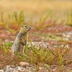Strychnine’s emergency use on Prairies comes with limited times, places