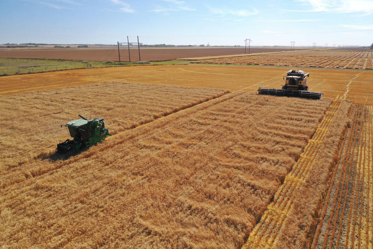 An on-farm MORSE trial was harvested last year, in which researchers compared commercial combine yield monitor data with small-plot measurements to validate the approach at field scale. Photo: Jamie Otterson, University of Saskatchewan