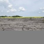 Understanding which genes affect a plant’s ability to pause and resume growth during stress could help develop new varieties that handle weather stress better. Photo: Miranda Leybourne
