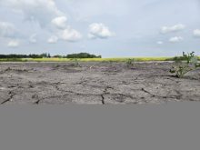 Understanding which genes affect a plant’s ability to pause and resume growth during stress could help develop new varieties that handle weather stress better. Photo: Miranda Leybourne
