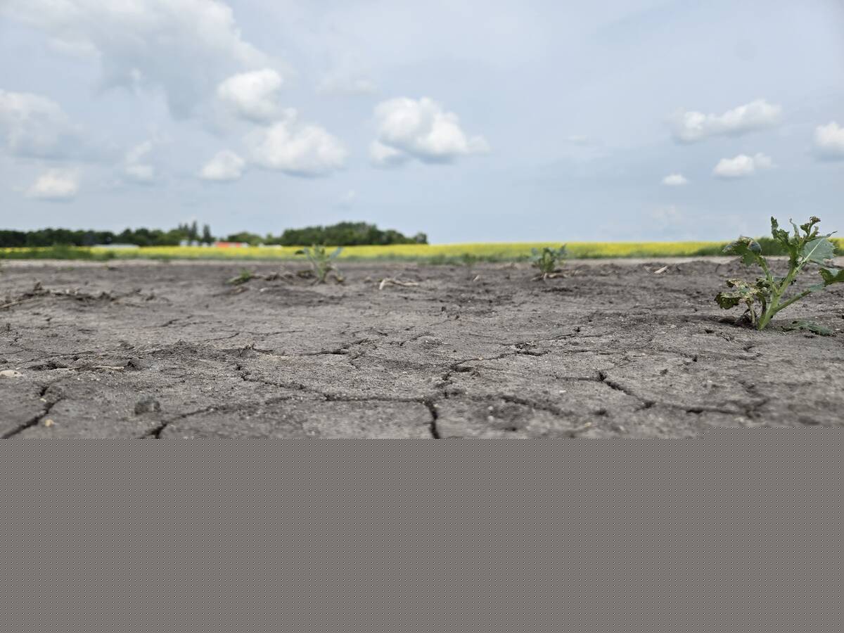 Understanding which genes affect a plant’s ability to pause and resume growth during stress could help develop new varieties that handle weather stress better. Photo: Miranda Leybourne
