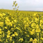 May canola settled at C$704.90 per tonne on April 8, falling out of the sideways trading range it had held for the previous three weeks. Photo: Zak McLachlan
