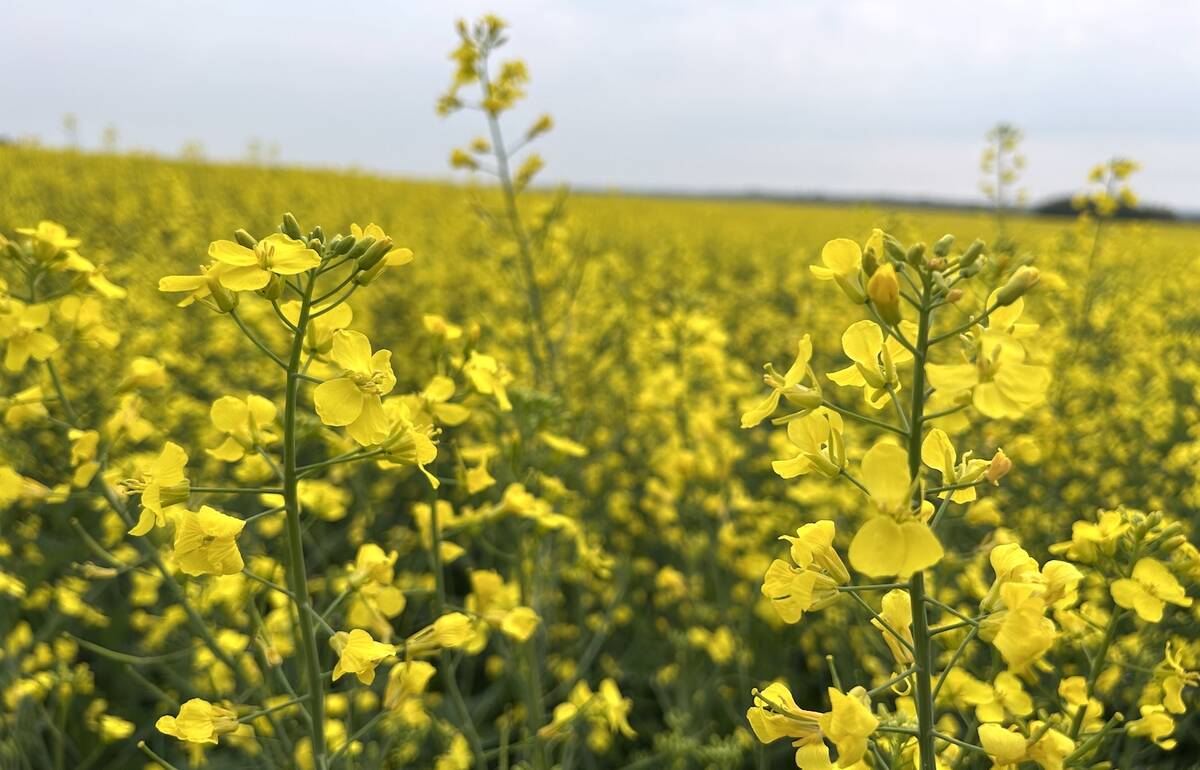 May canola settled at C$704.90 per tonne on April 8, falling out of the sideways trading range it had held for the previous three weeks. Photo: Zak McLachlan
