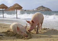 Hogs play on a beach on the Greek island of Mykonos. Greece remains a popular destination among human Canadian tourists. Photo: Rainer Puster/iStock/Getty Images
