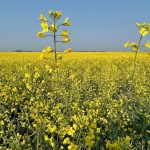 VIDEO: Closing market update: Canola sees modest correction higher | April 9
