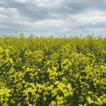 VIDEO: Closing Market Update:  Canola, U.S. commodities mixed| April 13, 2026