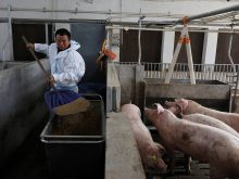 Farm manager Gao Qinshan feeds pigs in a pig pen at a farm in Taizhou, Jiangsu province, China January 15, 2026. Output from January through March in the world&rsquo;s largest pork-producing country surged to 16.69 million metric tons, data from the National Bureau of Statistics (NBS) showed. Photo: REUTERS/Go Nakamura/File Photo
