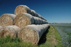 Bales of hemp straw next to new flax crop