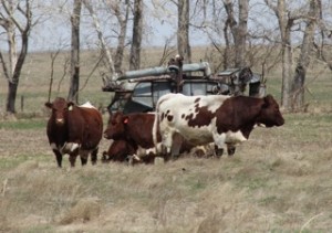 I don't see many Pinzgauer cattle these days, and this small herd near Heartland Ranch looked content but were wondering about when the green grass appears.