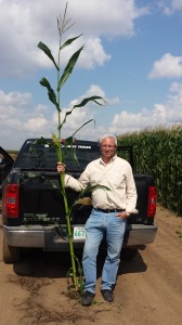 This may not be the best corn crop in Western Canada, but it appears to be pretty darn good. Cattleman's Corner Columnist Peter Vitti is holding a stalk of Pioneer P7443R corn that stands about 11 feet tall. Vitti says there was about 500 acres of the variety in a very uniform stand near Unity Saskatchewan. It will be cut for dairy silage. He says the crop was grown on sandy loam soil, it had timely rains and good heat units. Most of the crop had two cobs per stalk.