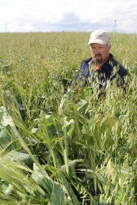 Alberta farmer Doug Wray wanted it made clear he is kneeling and NOT standing in this 80 acre field of oats and forage brassica (kale) which he will cut and then swath grazing this winter.