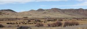Cows following the feed trail on a ranch near Idaho Falls, Idaho.