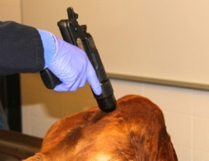 This is the demonstration of correct positioning of a penetrating captive bolt gun.