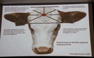 No matter where you measure from, "X" marks the spot for an effective kill.