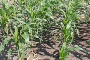 Corn is viewed as the next major crop for Western Canada.