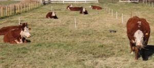 Some of the Remitall mature cows 