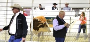 Ringmen keep track of bids at the Remitall West Production Sale. 