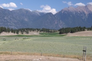 This hay was looking prime almost ready to bale Friday and then it rained Saturday. 