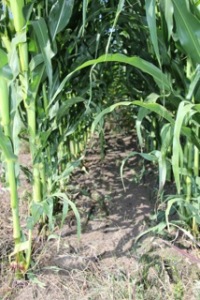 This was one field plot demonstrating corn direct seeded into sod...appeared to be doing okay. 
