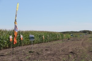 Some of the field day plots showing 40 different corn varieties. 