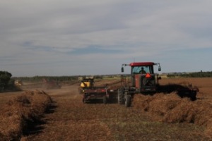 Joel Leslie swathing peas on the Leslie Farm at Sedgewick, AB. 
