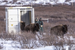Some of the bison being reintroduced to Banff National Park. Photo by Parks Canada