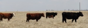 Nearly three dozen Alberta and Saskatchewan ranches are still under a TB quarantine. 