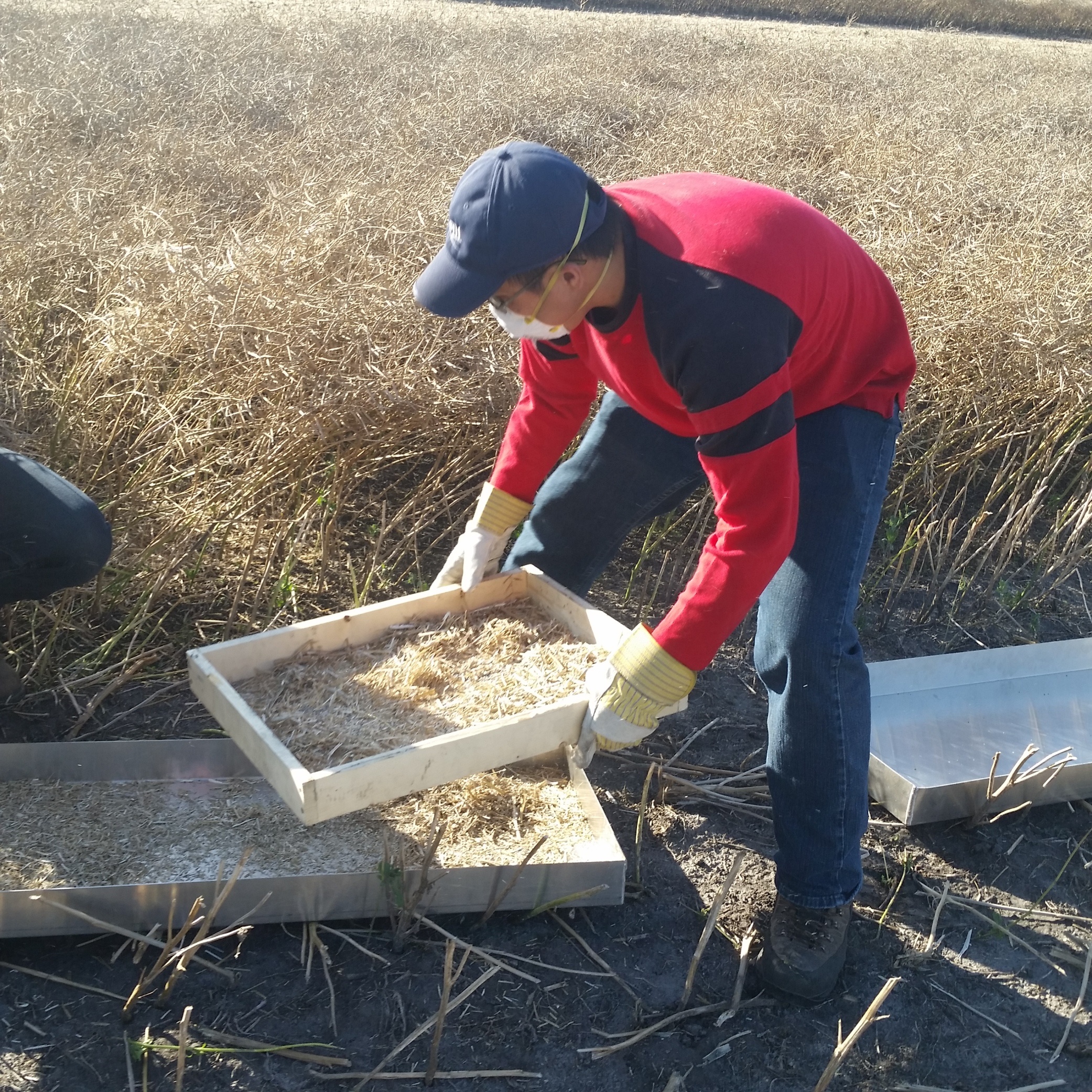Harvesting loss differences between straight cut and swathed fields ranged from 0.4 to 1.7 bushels/acre in the trials
